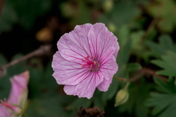 Höst Blommor Solig Höstdag Trädgården — Stockfoto