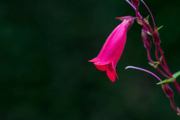 Őszi Virágok Egy Napos Őszi Napon Kertben — Stock Fotó