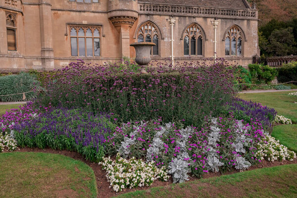 Осенние цветы в солнечный осенний день в саду