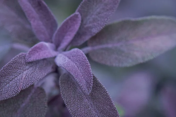 Beautiful multicoloured green  sage leaves background