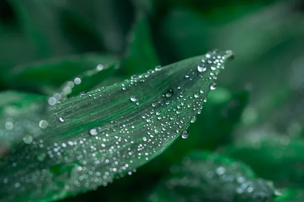 Krásné Pestrobarevné Zelené Listy Pozadí Dešti — Stock fotografie