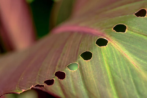 雨后美丽的五彩斑斓的绿叶背景 — 图库照片