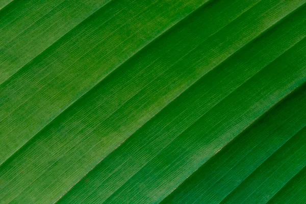 Piękne Kolorowe Zielone Liście Tło Deszczu — Zdjęcie stockowe