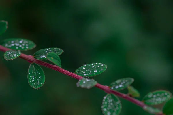 Mooie Veelkleurige Groene Bladeren Achtergrond Regen — Stockfoto
