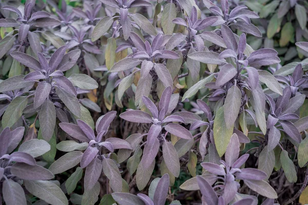 Beautiful multicoloured sage green leaves background