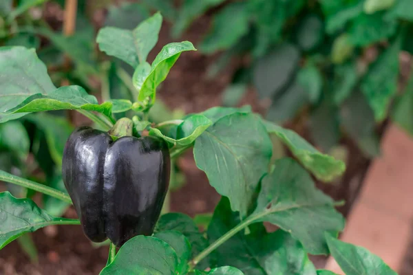 stock image Black sweet peppers growing in a garden