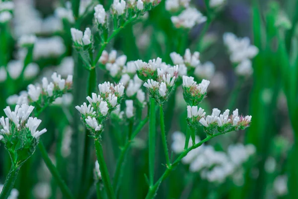 stock image Closeup of a stem of pale yellow annual statice, Limonium sinuat