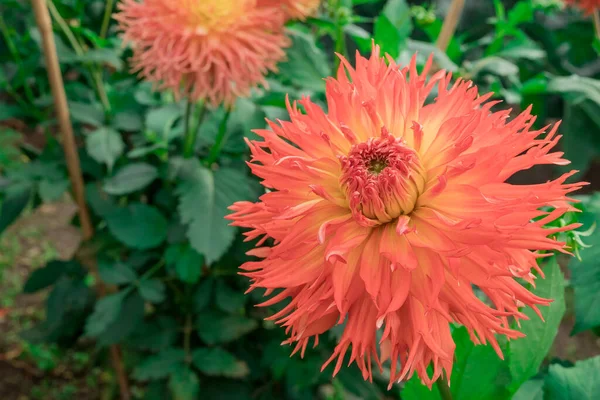 Dahlia Blooms Sunny Autumn Day Garden — Zdjęcie stockowe