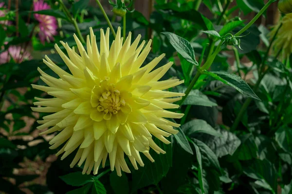 stock image dahlia blooms in a sunny autumn day in the garden