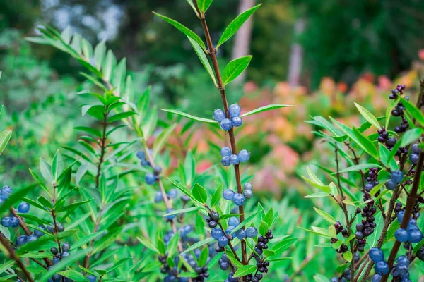Deep Glossy Poisonous Blue Berriesberries Autumn — Stock Photo, Image
