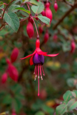 Fuchsias Pembe ve Mor Asılı Çiçekler