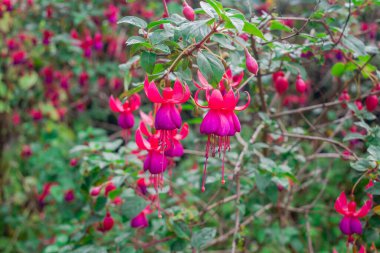 Fuchsias Pembe ve Mor Asılı Çiçekler