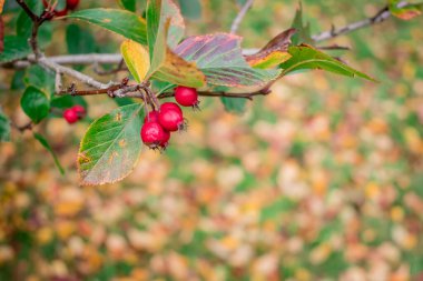 Sonbaharda kırmızı böğürtlenli Hawthorn dalı. Sığ derinlik alanı