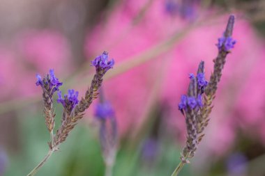 Yaz bahçe closeup büyüyen lavanta