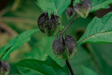 Nicandra Physalodes, bahçede Peru elması. Kapat..