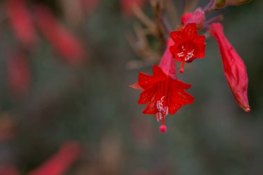 Fişek çiçeğinin kırmızı çanları Russelia eşbiçimi