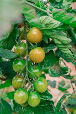 Domates bitkisi Phytophthora Phytophthora Infestans hastalığına yakalandı..