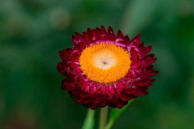 xerochrysum bracteatum (altın ebedi veya strawflower)