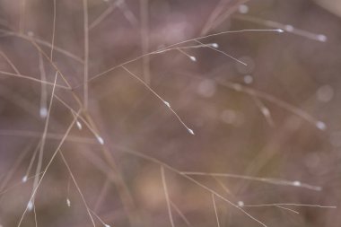 Tarlada kurumuş, ıssız bir devedikeni çiçeği.