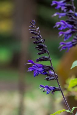 Sonbahar çiçekleri güneşli bir sonbahar gününde bahçede