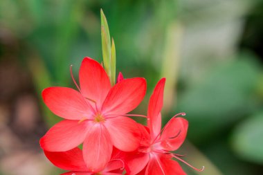 Sonbahar çiçekleri güneşli bir sonbahar gününde bahçede
