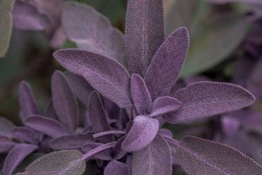 Çok renkli yeşil adaçayı yaprakları arka planda