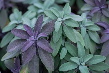 Beautiful multicoloured green  sage leaves background clipart