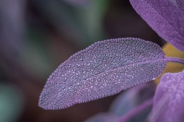 Çok renkli yeşil adaçayı yaprakları arka planda