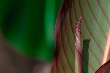 Yağmurdan sonra çok renkli yeşil yapraklar