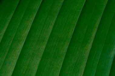 Yağmurdan sonra çok renkli yeşil yapraklar