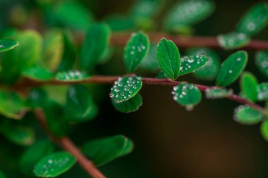 Yağmurdan sonra çok renkli yeşil yapraklar