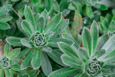 Yağmurdan sonra çok renkli yeşil yapraklar