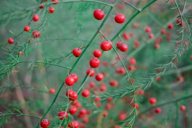 Bahçe kuşkonmaz böğürtlenli, yeşil göğüslü kuşkonmaz.