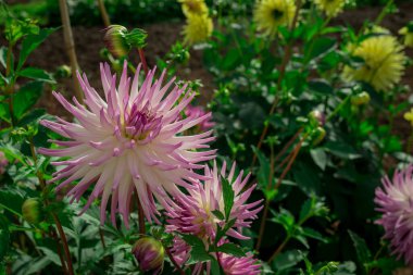 dahlia blooms in a sunny autumn day in the garden