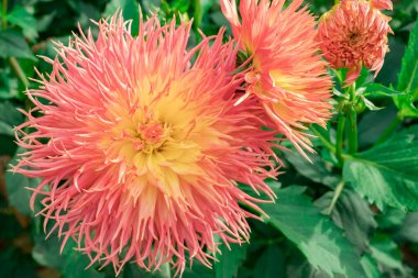 dahlia blooms in a sunny autumn day in the garden