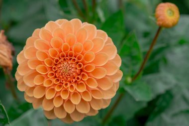 dahlia blooms in a sunny autumn day in the garden