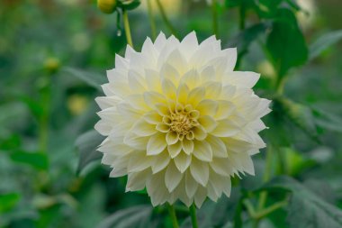 dahlia blooms in a sunny autumn day in the garden
