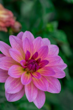 dahlia blooms in a sunny autumn day in the garden