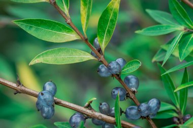 Sonbaharda koyu parlak mavi böğürtlenler