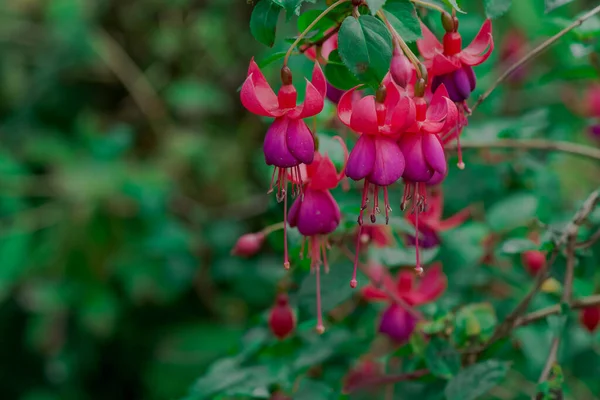 Fuchsias Pembe ve Mor Asılı Çiçekler 