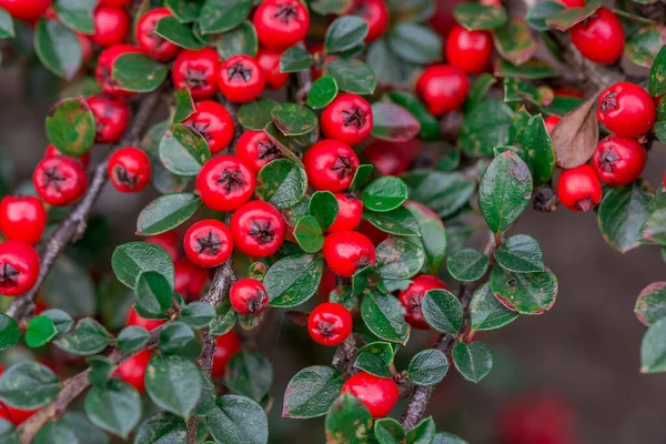 Hawthorn Branch Red Berries Autumn Shallow Depth Fiel — Stock Photo, Image