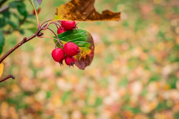 가을에 열매를 나무가지 Fiel — 스톡 사진