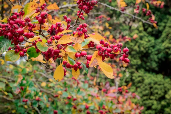 秋天有红莓的山楂枝条 浅水深F — 图库照片