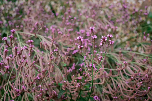 Autumn Flowers Bloom Park Purple Verbena Bonarie — Stock Photo, Image