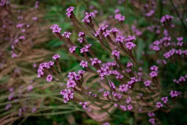 Φθινόπωρο Λουλούδια Ανθίζουν Στο Πάρκο Μωβ Βερμπένα Μπονάρι — Φωτογραφία Αρχείου