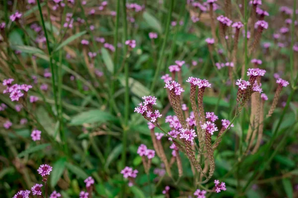 Осенью Цветы Цветут Парке Фиолетовый Verbena Bonarie — стоковое фото