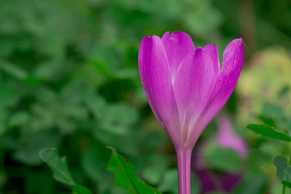 Фіолетові Квіти Крокус Квітучі Навесні — стокове фото