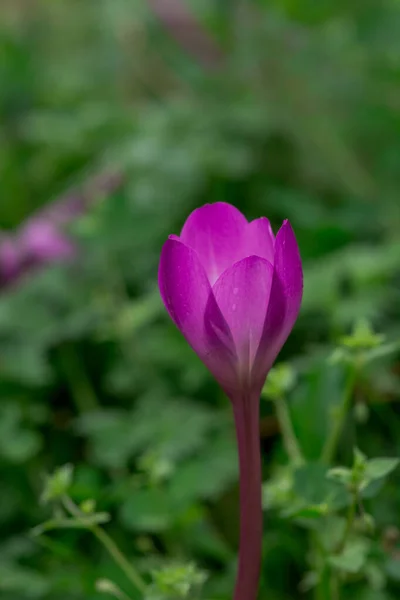 Purple Crocus Flowers Blooming Spring — Stock Photo, Image