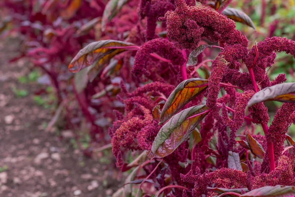 Kwiat Wieprzowina Purpurowe Amaranths Ogrodzie — Zdjęcie stockowe