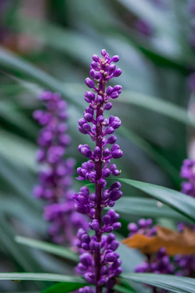 Violet Bloem Achtergrond Van Salvia Nemorosa — Stockfoto